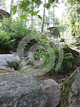 Big  stones, plants, bushes in the summer   park,  in Kotka, Finland