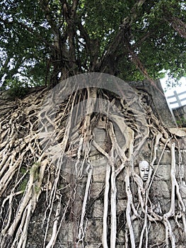 Big stonewall tree on a stonewall of urban area