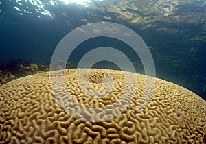 Big stony coral called Mussidae grown on the bottom of the sea