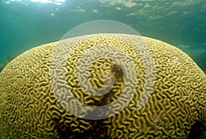 Big stony coral called Mussidae grown on the bottom of the sea