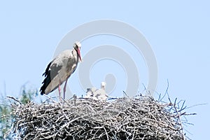 Big stork and little stork in nest against blue sky