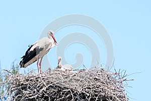 Big stork and little stork in nest against blue sky