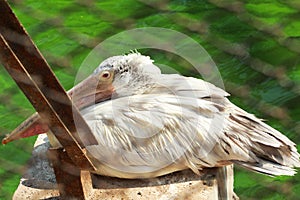 Big stork resting or watching