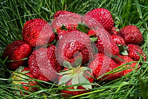 Big strawberries on grass