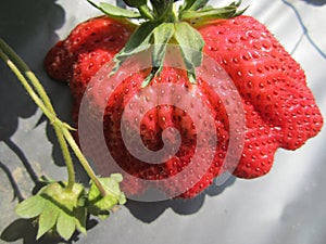 The big Strawberry in Taiwan