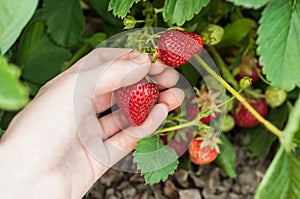 Big strawberrys in hand