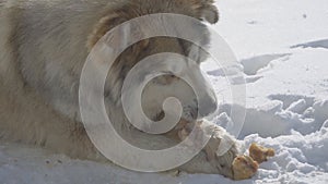 Big stray dog mongrel eating meat in the snow