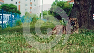 Big stray dog resting on grass. Homeless pooch near tree outdoors