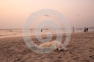 A big stray dog sleeping on the sandy beach at sunset, Bali, Indonesia