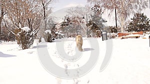 Big Stray dog walking cold winter days. Homeless dogs in the snow covered city