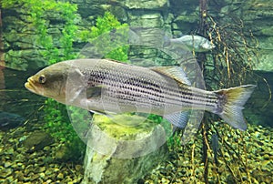 A big striped bass swimming inside an aquarium