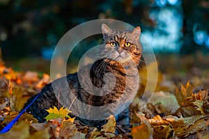 A big striped cat walks in the autumn park