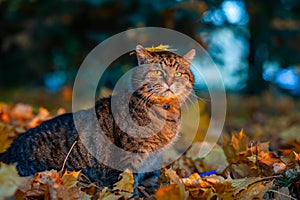 A big striped cat walks in the autumn park