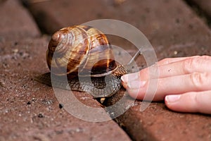 Big striped grapevine snail as pet is caught by a child hand for playing and analysis on a natural excursion and natural explorare