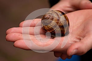 Big striped grapevine snail as pet is caught by a child hand for playing and analysis on a natural excursion and natural explorare