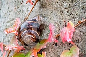 Big striped grapevine snail with a big shell in close-up and macro view shows interesting details of feelers, eyes, helix shell