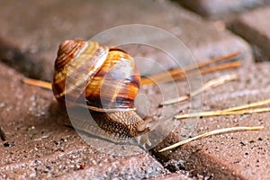 Big striped grapevine snail with a big shell in close-up and macro view shows interesting details of feelers, eyes, helix shell