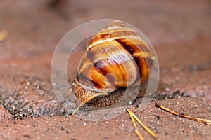 Big striped grapevine snail with a big shell in close-up and macro view shows interesting details of feelers, eyes, helix shell