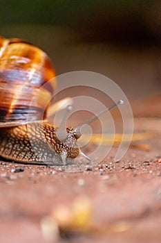 Big striped grapevine snail with a big shell in close-up and macro view shows interesting details of feelers, eyes, helix shell