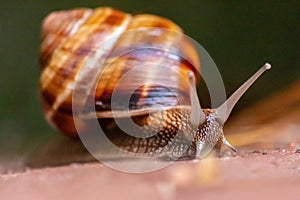 Big striped grapevine snail with a big shell in close-up and macro view shows interesting details of feelers, eyes, helix shell