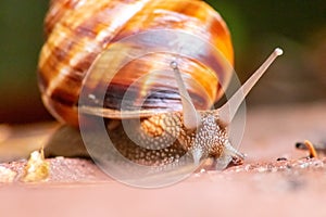 Big striped grapevine snail with a big shell in close-up and macro view shows interesting details of feelers, eyes, helix shell
