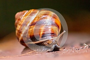 Big striped grapevine snail with a big shell in close-up and macro view shows interesting details of feelers, eyes, helix shell