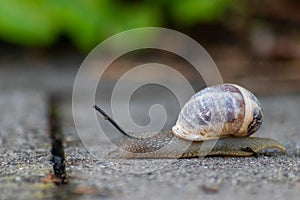 Big striped grapevine snail with a big shell in close-up and macro view shows interesting details of feelers, eyes, helix shell