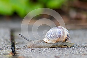 Big striped grapevine snail with a big shell in close-up and macro view shows interesting details of feelers, eyes, helix shell