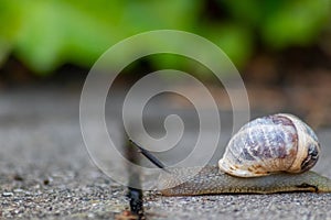 Big striped grapevine snail with a big shell in close-up and macro view shows interesting details of feelers, eyes, helix shell