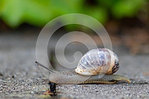 Big striped grapevine snail with a big shell in close-up and macro view shows interesting details of feelers, eyes, helix shell