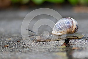 Big striped grapevine snail with a big shell in close-up and macro view shows interesting details of feelers, eyes, helix shell