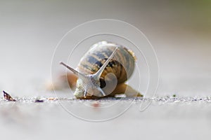 Big striped grapevine snail with a big shell in close-up and macro view shows interesting details of feelers, eyes, helix shell