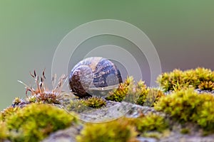 Big striped grapevine snail with a big shell in close-up and macro view shows interesting details of feelers, eyes, helix shell