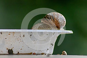 Big striped grapevine snail with a big shell on a white dish shows interesting details of feelers eyes helix shell and skin
