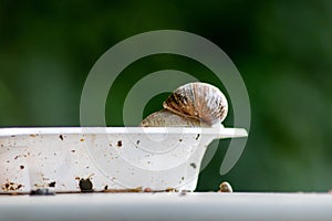 Big striped grapevine snail with a big shell on a white dish shows interesting details of feelers eyes helix shell and skin