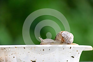 Big striped grapevine snail with a big shell on a white dish shows interesting details of feelers eyes helix shell and skin