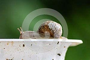 Big striped grapevine snail with a big shell on a white dish shows interesting details of feelers eyes helix shell and skin