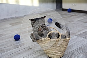 Big striped gray cat sitting in small wicker straw basket