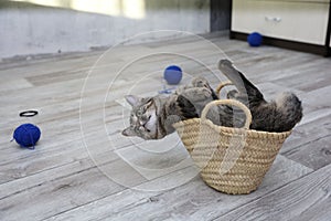 Big striped gray cat sitting in small wicker straw basket