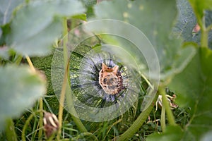 Big striped green pumpkin