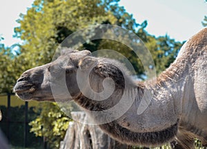 Big and strong camel in the Budapest zoo entertains small children