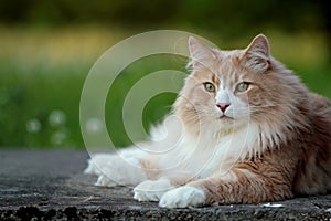 Big and strong Norwegian forest cat male resting in a garden