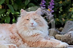 Big and strong norwegian forest cat male resting in garden