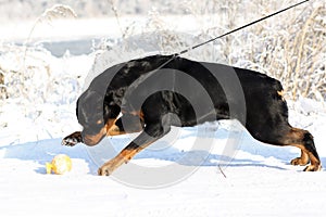 Big strong Rottweiler dog pulls the leash in the winter outdoors