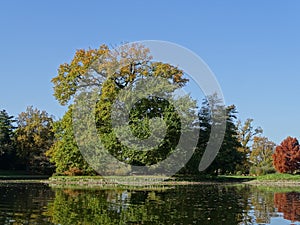 Big strong tree in autumn