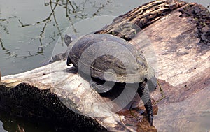 Big strong turtle sleeping at the river on tree