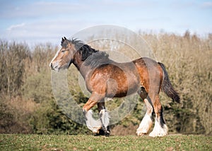 Big strong young bay Irish gypsy cob shire horse foal standing proud in sunshine countryside paddock field setting blue sky and g