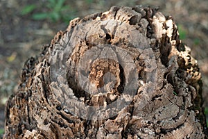 Big stump in a sunny day