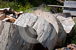 Big stumps lie on the grass. Big tree