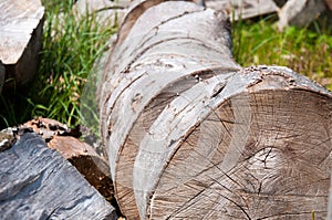 Big stumps lie on the grass. Big tree